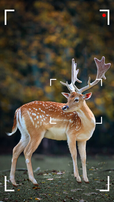 Emulate iPhone app Hunting Cam Pro using MyAndroid