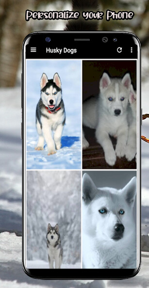 Run android online APK Husky Dog Wallpaper App from MyAndroid or emulate Husky Dog Wallpaper App using MyAndroid