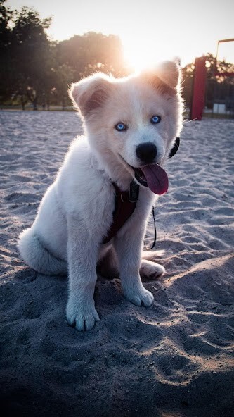 Run android online APK Husky Dog Wallpaper from MyAndroid or emulate Husky Dog Wallpaper using MyAndroid Run android online APK Husky Dog Wallpaper from MyAndroid or emulate Husky Dog Wallpaper using MyAndroid