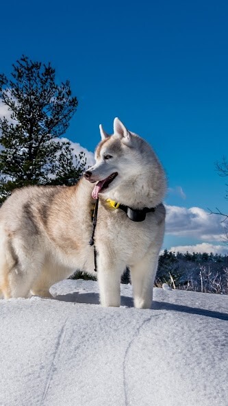 Run android online APK Husky Dog Wallpapers HD from MyAndroid or emulate Husky Dog Wallpapers HD using MyAndroid