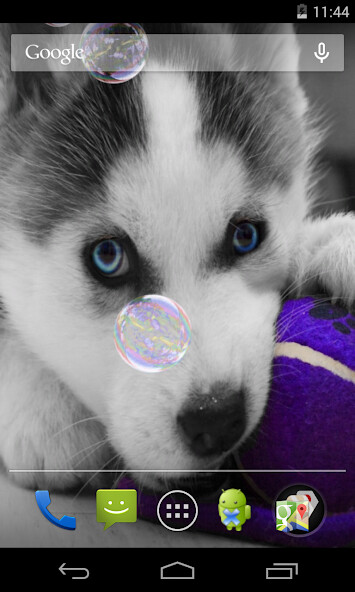 Run android online APK Husky Puppies Live Wallpaper from MyAndroid or emulate Husky Puppies Live Wallpaper using MyAndroid Run android online APK Husky Puppies Live Wallpaper from MyAndroid or emulate Husky Puppies Live Wallpaper using MyAndroid