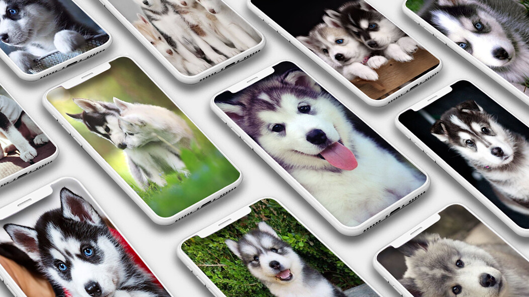 Run android online APK Husky Puppy Wallpapers from MyAndroid or emulate Husky Puppy Wallpapers using MyAndroid