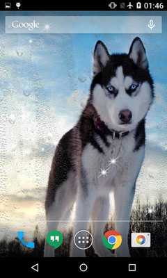 Emulate Android APK Husky Wallpaper Pro Emulate Android APK Husky Wallpaper Pro