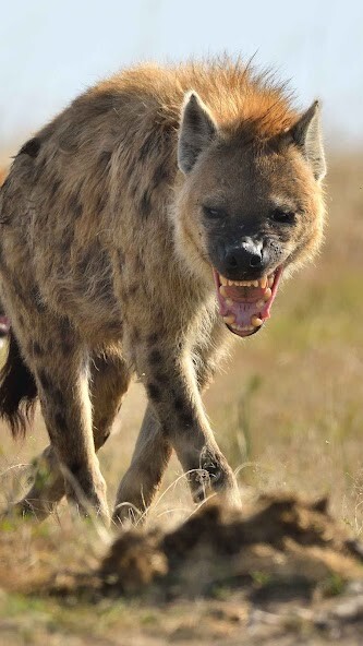 Run android online APK Hyena Wallpaper from MyAndroid or emulate Hyena Wallpaper using MyAndroid Run android online APK Hyena Wallpaper from MyAndroid or emulate Hyena Wallpaper using MyAndroid