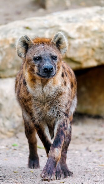 Run android online APK Hyena Wallpapers from MyAndroid or emulate Hyena Wallpapers using MyAndroid Run android online APK Hyena Wallpapers from MyAndroid or emulate Hyena Wallpapers using MyAndroid