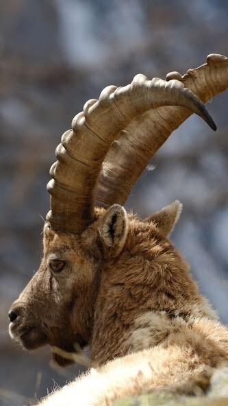 Run android online APK Ibex Wallpaper from MyAndroid or emulate Ibex Wallpaper using MyAndroid Run android online APK Ibex Wallpaper from MyAndroid or emulate Ibex Wallpaper using MyAndroid