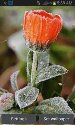 Emulate Android APK Icy Flower Live Wallpaper Emulate Android APK Icy Flower Live Wallpaper