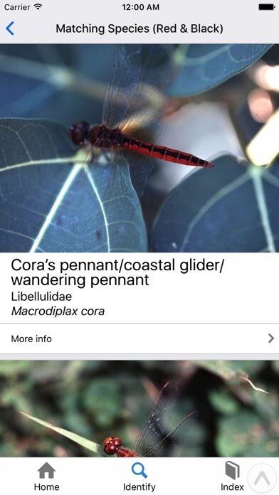 Emulate iPhone app Identifly Dragonfly Guidebook using MyAndroid