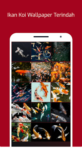 Run android online APK Ikan Koi Wallpaper Terindah from MyAndroid or emulate Ikan Koi Wallpaper Terindah using MyAndroid