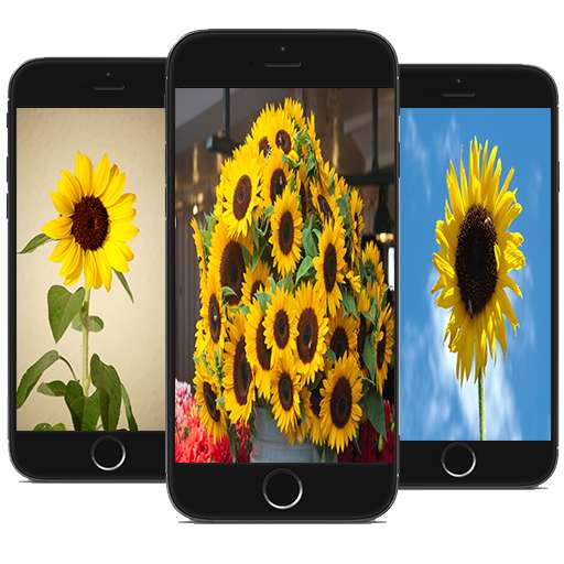 Run android online APK Imagenes de girasoles from MyAndroid or emulate Imagenes de girasoles using MyAndroid