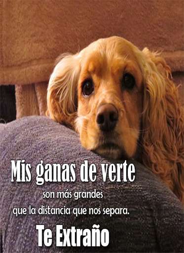 Run android online APK Imagenes de Perros con Frases from MyAndroid or emulate Imagenes de Perros con Frases using MyAndroid