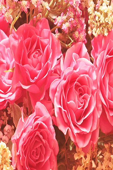 Run android online APK Images of roses from MyAndroid or emulate Images of roses using MyAndroid Run android online APK Images of roses from MyAndroid or emulate Images of roses using MyAndroid