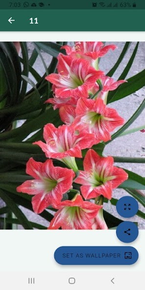 Run android online APK Imágenes de flores hermosas from MyAndroid or emulate Imágenes de flores hermosas using MyAndroid Run android online APK Imágenes de flores hermosas from MyAndroid or emulate Imágenes de flores hermosas using MyAndroid