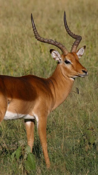 Run android online APK Impala Wallpaper from MyAndroid or emulate Impala Wallpaper using MyAndroid Run android online APK Impala Wallpaper from MyAndroid or emulate Impala Wallpaper using MyAndroid