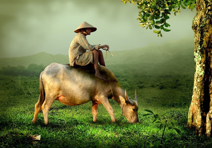 Run android online APK Indian buffalo sound from MyAndroid or emulate Indian buffalo sound using MyAndroid