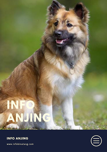 Run android online APK Info Binatang - Ensiklopedia Binatang Terlengkap from MyAndroid or emulate Info Binatang - Ensiklopedia Binatang Terlengkap using MyAndroid