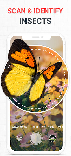 Run android online APK Insect Identifier Bug Identify from MyAndroid or emulate Insect Identifier Bug Identify using MyAndroid