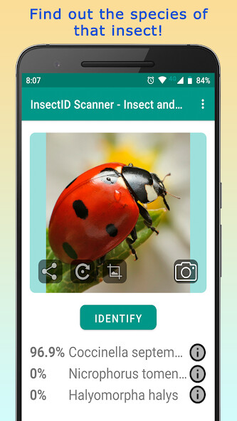 Run android online APK InsectID - Identify Insects from MyAndroid or emulate InsectID - Identify Insects using MyAndroid