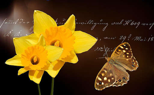 Emulate Android APK Insects Wallpaper Emulate Android APK Insects Wallpaper