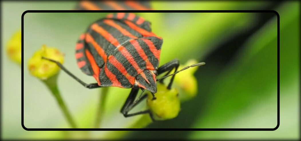 Run android online APK Insect Wallpaper HD from MyAndroid or emulate Insect Wallpaper HD using MyAndroid
