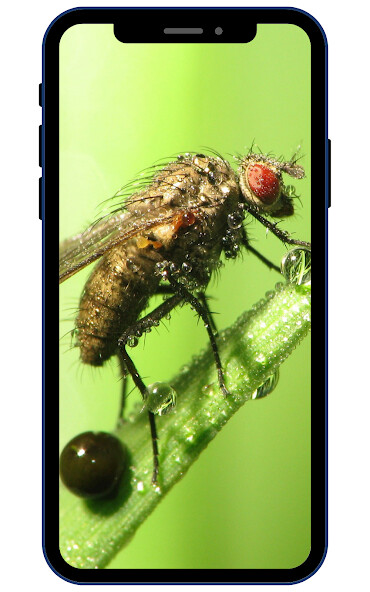 Run android online APK Insect Wallpapers from MyAndroid or emulate Insect Wallpapers using MyAndroid Run android online APK Insect Wallpapers from MyAndroid or emulate Insect Wallpapers using MyAndroid