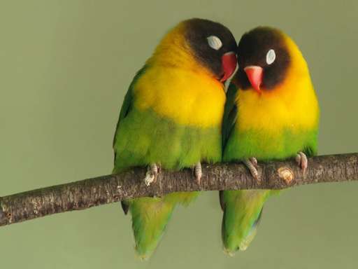 Emulate Android APK Inseparable lovebirds Emulate Android APK Inseparable lovebirds