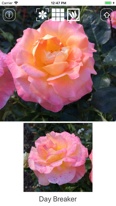 Emulate iPhone app Instant Rose using MyAndroid