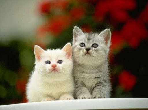 Run android online APK Interesting Cat Wallpaper from MyAndroid or emulate Interesting Cat Wallpaper using MyAndroid