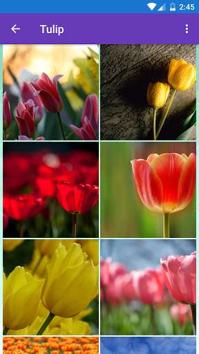 Run android online APK Iris, Orchid, Sunflower, Tulip Wallpapers from MyAndroid or emulate Iris, Orchid, Sunflower, Tulip Wallpapers using MyAndroid