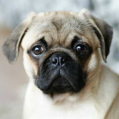 Emulate Android APK Its a Pug life Emulate Android APK Its a Pug life