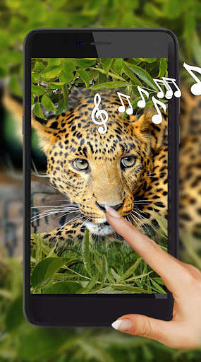 Run android online APK Jaguars Voice from MyAndroid or emulate Jaguars Voice using MyAndroid Run android online APK Jaguars Voice from MyAndroid or emulate Jaguars Voice using MyAndroid