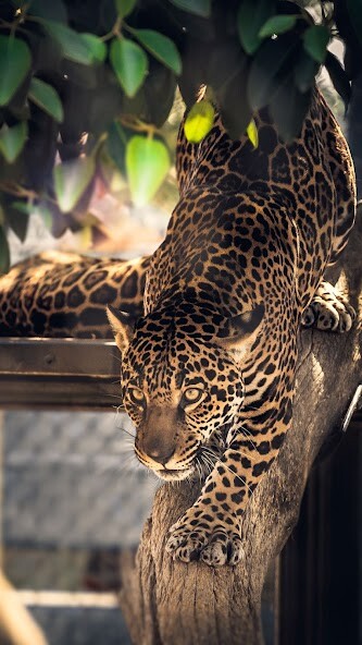 Emulate Android APK Jaguar Wallpapers Emulate Android APK Jaguar Wallpapers