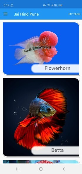 Run android online APK Jai Hind Flowerhorn - Exotic Fishes Pune from MyAndroid or emulate Jai Hind Flowerhorn - Exotic Fishes Pune using MyAndroid Run android online APK Jai Hind Flowerhorn - Exotic Fishes Pune from MyAndroid or emulate Jai Hind Flowerhorn - Exotic Fishes Pune using MyAndroid