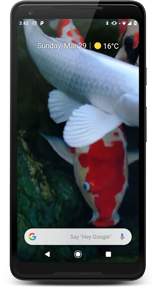 Run android online APK Japanese Koi Fish Wallpaper from MyAndroid or emulate Japanese Koi Fish Wallpaper using MyAndroid Run android online APK Japanese Koi Fish Wallpaper from MyAndroid or emulate Japanese Koi Fish Wallpaper using MyAndroid