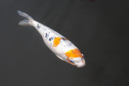 Emulate Android APK Japanese Koi Fish Wallpapers Emulate Android APK Japanese Koi Fish Wallpapers