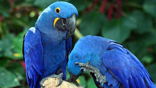 Run android online APK Jigsaw Puzzle - Rainforests from MyAndroid or emulate Jigsaw Puzzle - Rainforests using MyAndroid Run android online APK Jigsaw Puzzle - Rainforests from MyAndroid or emulate Jigsaw Puzzle - Rainforests using MyAndroid
