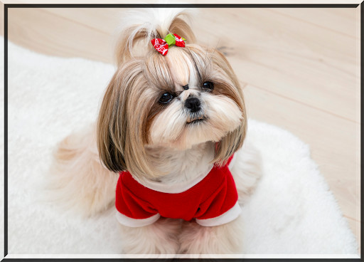 Run android online APK Jigsaw Puzzles Dogs Collection from MyAndroid or emulate Jigsaw Puzzles Dogs Collection using MyAndroid Run android online APK Jigsaw Puzzles Dogs Collection from MyAndroid or emulate Jigsaw Puzzles Dogs Collection using MyAndroid