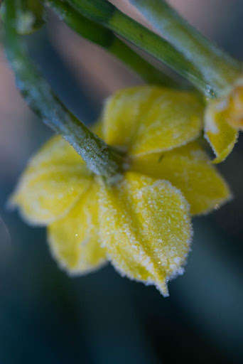 Run android online APK Jonquil Wallpapers from MyAndroid or emulate Jonquil Wallpapers using MyAndroid