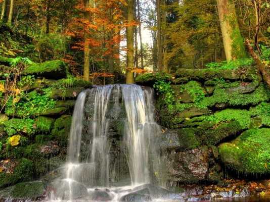 Emulate Android APK Jungle HD Wallpaper Emulate Android APK Jungle HD Wallpaper