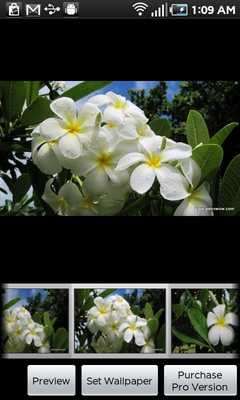 Emulate Android APK Kauai Flowers Emulate Android APK Kauai Flowers