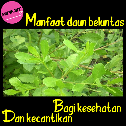 Run android online APK Khasiat Daun Beluntas from MyAndroid or emulate Khasiat Daun Beluntas using MyAndroid