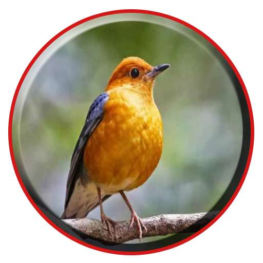 Run android online APK Kicau Anis Pemikat from MyAndroid or emulate Kicau Anis Pemikat using MyAndroid Run android online APK Kicau Anis Pemikat from MyAndroid or emulate Kicau Anis Pemikat using MyAndroid