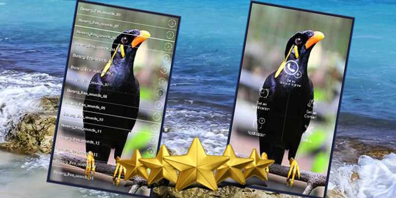 Emulate Android APK Kicau Burung Beo Master : Suara Burung Beo Gacor Emulate Android APK Kicau Burung Beo Master : Suara Burung Beo Gacor