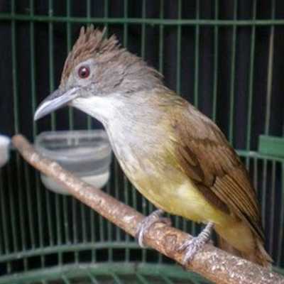 Emulate Android APK Kicau Burung Cucak Jenggot Emulate Android APK Kicau Burung Cucak Jenggot