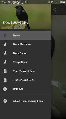 Emulate Android APK Kicau Burung Decu Emulate Android APK Kicau Burung Decu