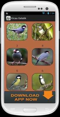Emulate Android APK Kicau Burung Gelatik Masteran Emulate Android APK Kicau Burung Gelatik Masteran