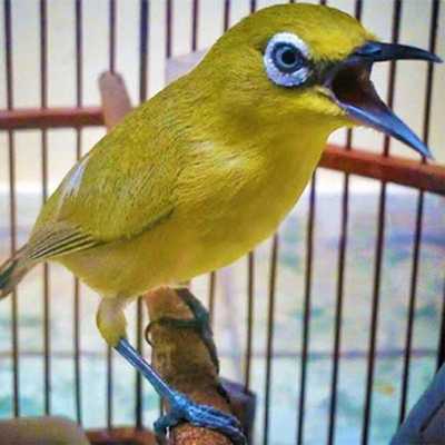 Emulate Android APK Kicau burung pleci gacor