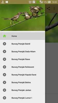 Emulate Android APK Kicau Burung Prenjak Emulate Android APK Kicau Burung Prenjak
