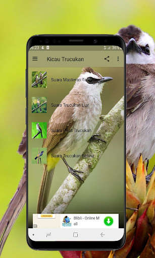 Run android online APK Kicau Burung Trucukan Gacor - Offline from MyAndroid or emulate Kicau Burung Trucukan Gacor - Offline using MyAndroid Run android online APK Kicau Burung Trucukan Gacor - Offline from MyAndroid or emulate Kicau Burung Trucukan Gacor - Offline using MyAndroid