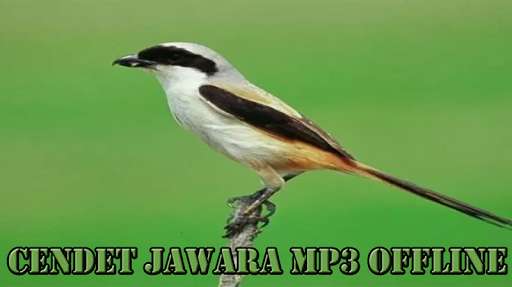 Run android online APK Kicau cendet jawara from MyAndroid or emulate Kicau cendet jawara using MyAndroid Run android online APK Kicau cendet jawara from MyAndroid or emulate Kicau cendet jawara using MyAndroid